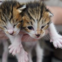 2匹の赤ちゃん猫