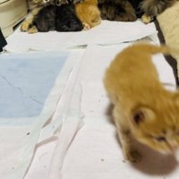 お母さん猫のおっぱいを飲む5匹の子猫とママに向かって歩く茶トラ子猫
