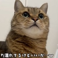 斜め上を見る猫（まだ濡れてるけどいいか…ｗ）