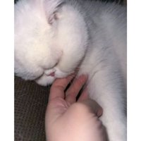 指を吸っている猫