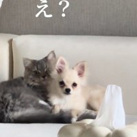 飼い主さんを見つめる猫と犬