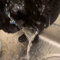 水を浴びる猫の写真1