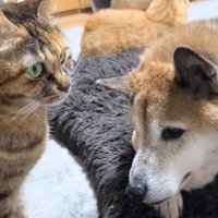 リナちゃんとリキくん