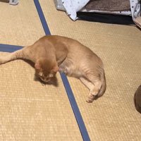 セミのお尻の匂いを嗅いでいる猫