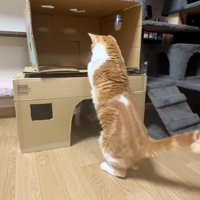 足をかける猫