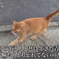 外を歩く猫
