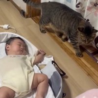 赤ちゃんを気にする猫