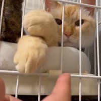 撮影者を真顔で見つめる猫