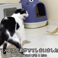 テロップ「マメ太は反応が～」
