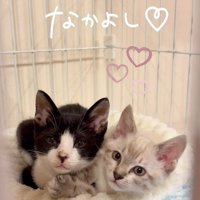 寄り添う子猫たち