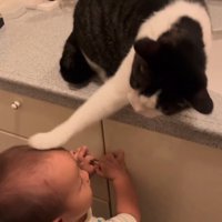 赤ちゃんの頭に猫パンチする猫