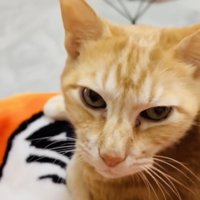 毛布でくつろぐ茶トラ猫