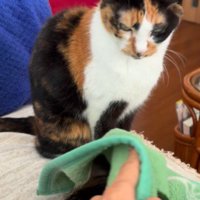 毛布を見つめる三毛猫