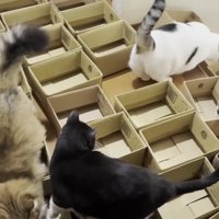 段ボールを落とす豆大福