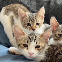 寄り添い合う子猫たち