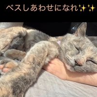 人の腕を枕にする猫