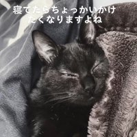 布団に挟まって寝ている黒猫の上半身アップ
