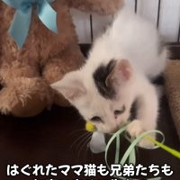 おもちゃであそぶ子猫
