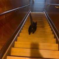 階段を降りる黒猫の後ろ姿
