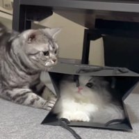 猫が入った紙袋を攻撃する猫