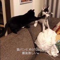 犬にパンチする黒猫