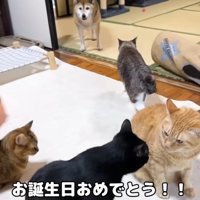 犬と猫がたくさんいる部屋