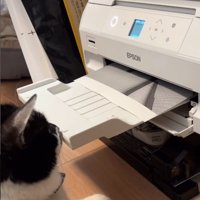 プリンター前に座る猫4