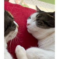 寝ている猫