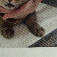 猫の証明写真