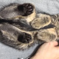 仰向けのアズマくん