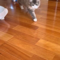 歩いてきた猫