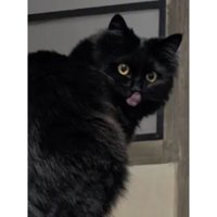 振り向く猫