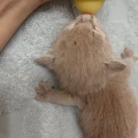ミルクを飲む子猫