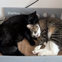 お互いの頭を枕にして丸くなって寝ている2匹の猫