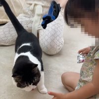舌を見せる猫と子ども