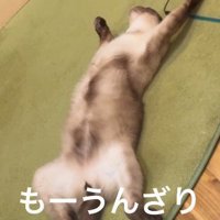 うんざりした猫