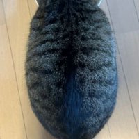 猫の背中