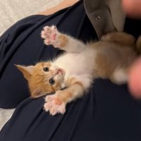 こちらを見る猫
