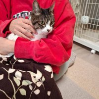 抱っこされる猫