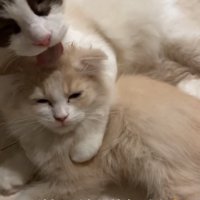 舐められ続ける猫