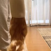 両前足をフローリングにつけている猫