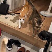 走ってきたチップくん