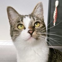 飼い主を見上げる猫の顔