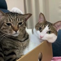 箱に入った2匹の猫