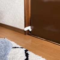 両手でドアを開けようとする猫