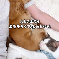 犬にくっつく猫