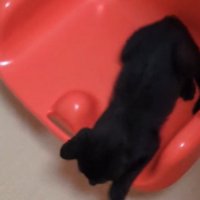 ブランコに乗って、地面に前足を伸ばす子猫
