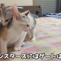 噛んでる猫