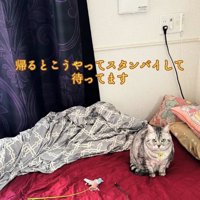 ベッドの上に座っている猫
