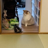 やんのかステップをする子猫と子猫に向かって前足を上げるノルウェージャンフォレストキャット
